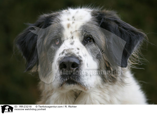 moscow watchdog portrait / RR-23218