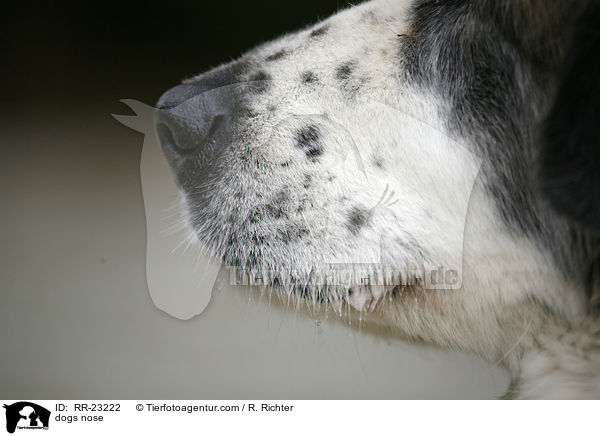dogs nose / RR-23222