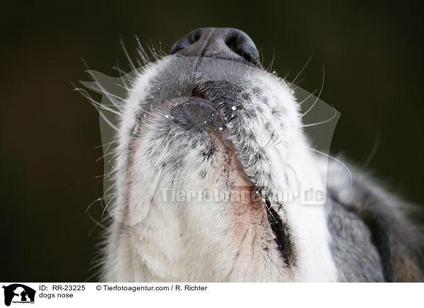 dogs nose / RR-23225