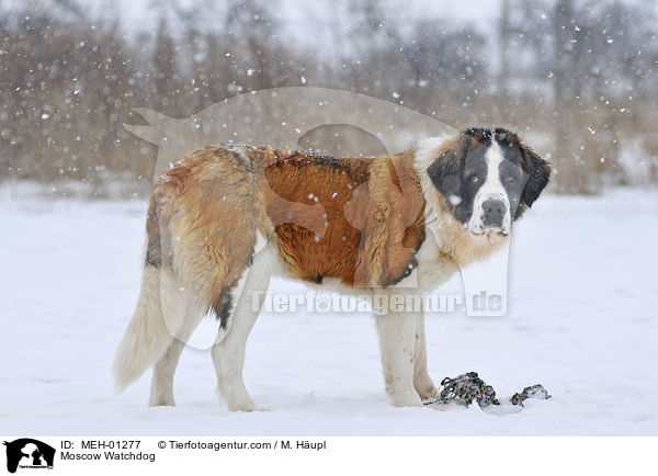 Moskauer Wachhund / Moscow Watchdog / MEH-01277