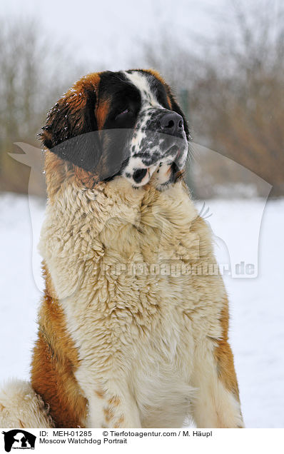 Moscow Watchdog Portrait / MEH-01285