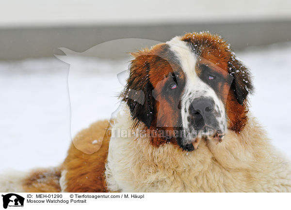 Moskauer Wachhund Portrait / Moscow Watchdog Portrait / MEH-01290