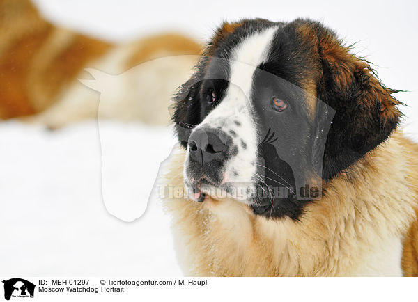Moscow Watchdog Portrait / MEH-01297