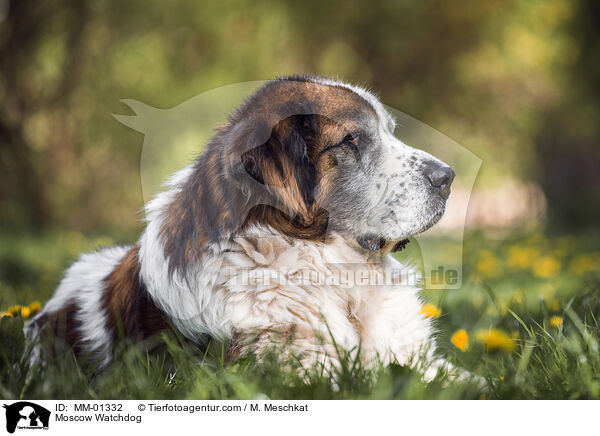 Moskauer Wachhund / Moscow Watchdog / MM-01332