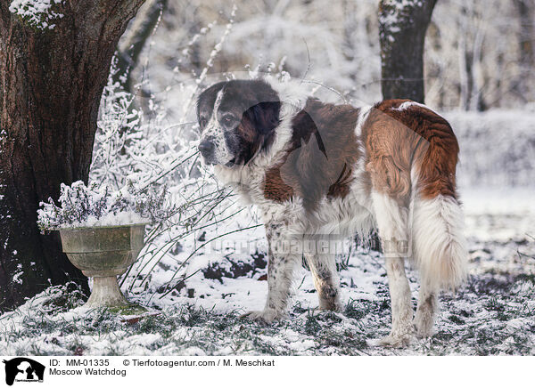 Moskauer Wachhund / Moscow Watchdog / MM-01335
