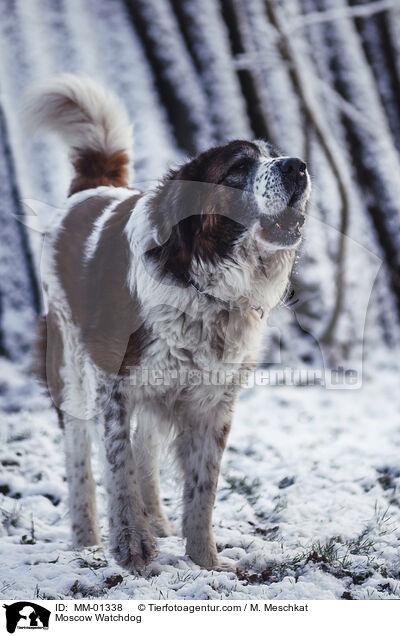 Moskauer Wachhund / Moscow Watchdog / MM-01338