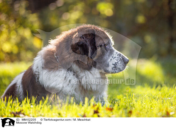 Moskauer Wachhund / Moscow Watchdog / MM-02205