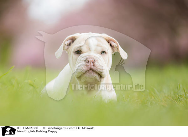 Neue Englische Bulldogge Welpe / New English Bulldog Puppy / UM-01880