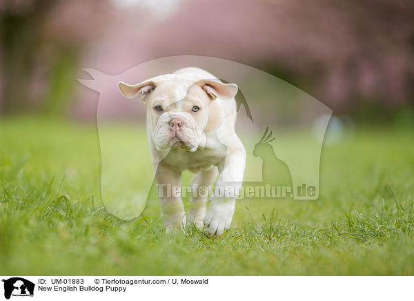 New English Bulldog Puppy / UM-01883