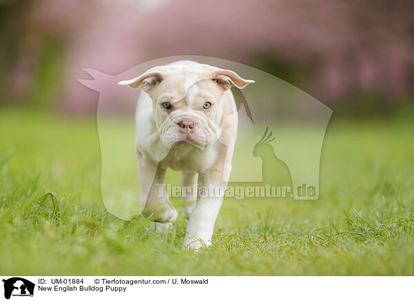 Neue Englische Bulldogge Welpe / New English Bulldog Puppy / UM-01884