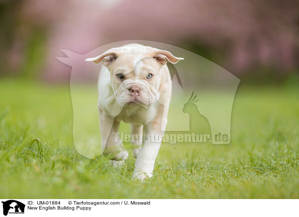New English Bulldog Puppy / UM-01884