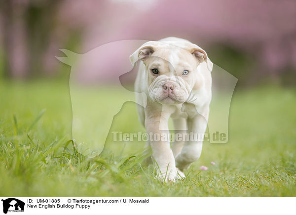 Neue Englische Bulldogge Welpe / New English Bulldog Puppy / UM-01885