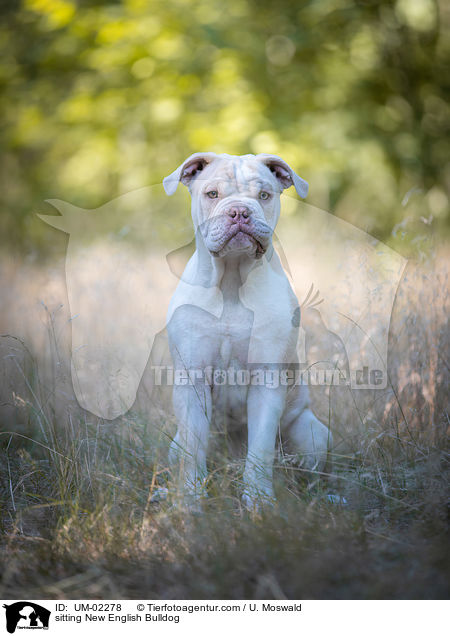 sitting New English Bulldog / UM-02278