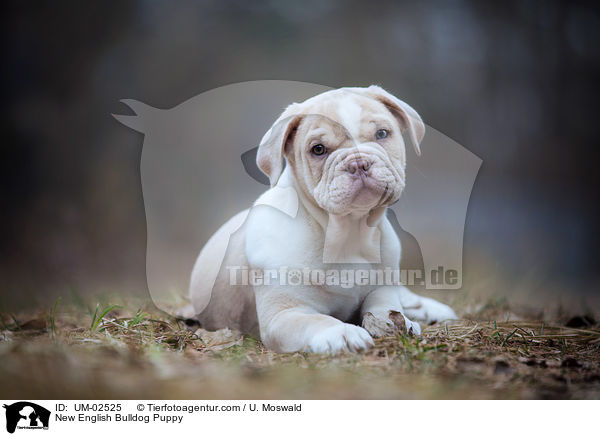 New English Bulldog Puppy / UM-02525