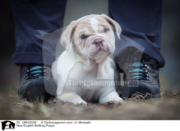 Neue Englische Bulldogge Welpe / New English Bulldog Puppy / UM-02526
