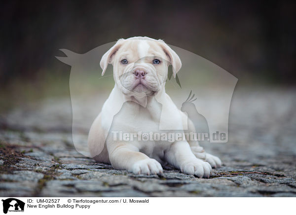 Neue Englische Bulldogge Welpe / New English Bulldog Puppy / UM-02527