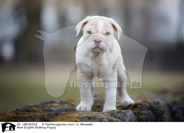 Neue Englische Bulldogge Welpe / New English Bulldog Puppy / UM-02532