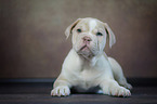 New English Bulldog Puppy