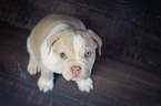 New English Bulldog Puppy