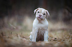 New English Bulldog Puppy