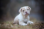 New English Bulldog Puppy