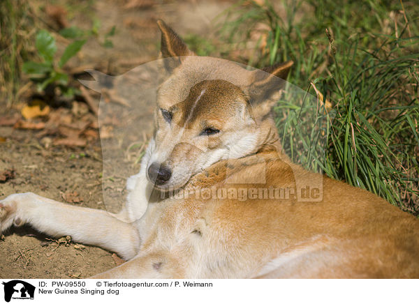 Neuguinea-Dingo / New Guinea Singing dog / PW-09550