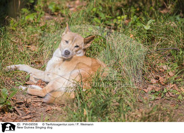 Neuguinea-Dingo / New Guinea Singing dog / PW-09558