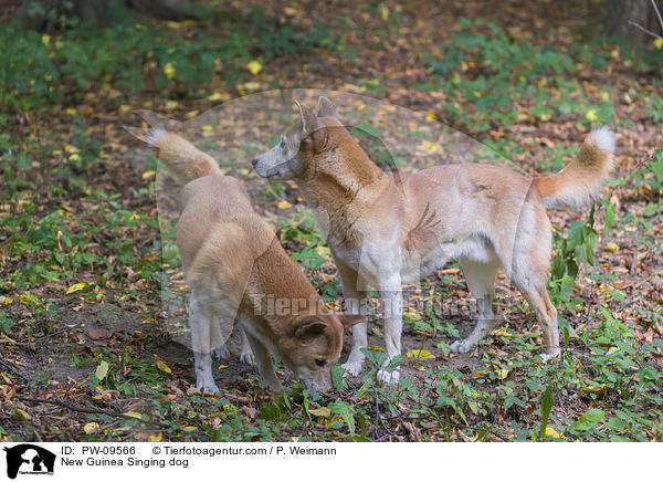 New Guinea Singing dog / PW-09566