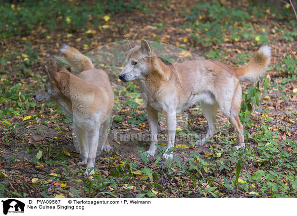 Neuguinea-Dingo / New Guinea Singing dog / PW-09567