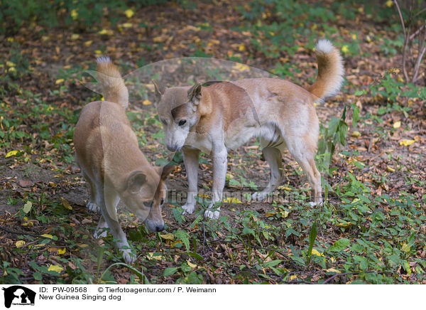 Neuguinea-Dingo / New Guinea Singing dog / PW-09568