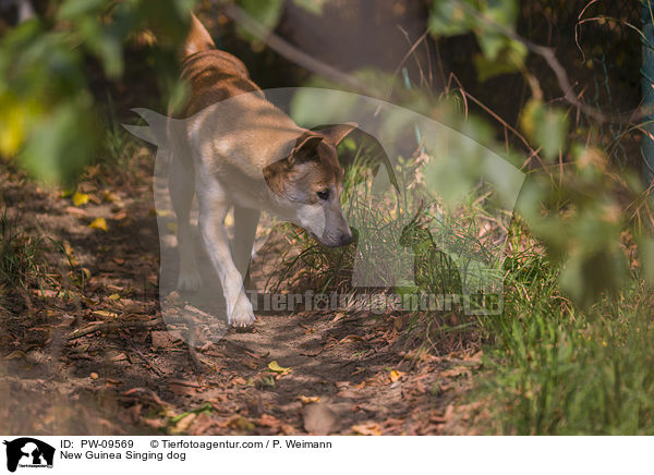 Neuguinea-Dingo / New Guinea Singing dog / PW-09569