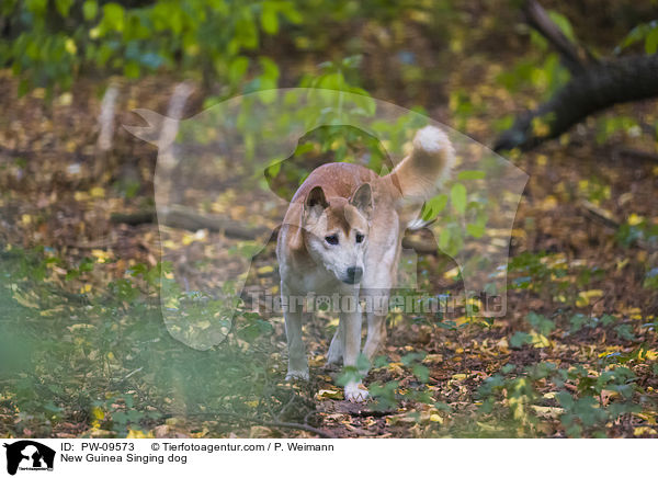 Neuguinea-Dingo / New Guinea Singing dog / PW-09573