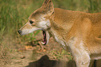 New Guinea Singing dog