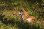 New Guinea Singing dog