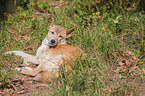 New Guinea Singing dog