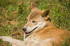 New Guinea Singing dog