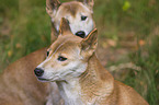 New Guinea Singing dog