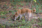 New Guinea Singing dog