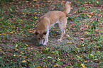 New Guinea Singing dog