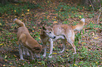 New Guinea Singing dog