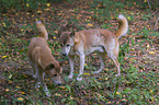 New Guinea Singing dog