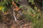 New Guinea Singing dog