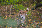 New Guinea Singing dog