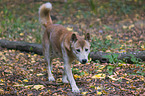 New Guinea Singing dog