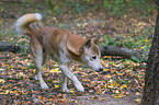 New Guinea Singing dog