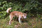 New Guinea Singing dog