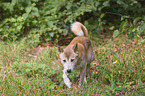 New Guinea Singing dog