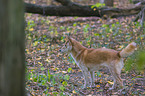 New Guinea Singing dog