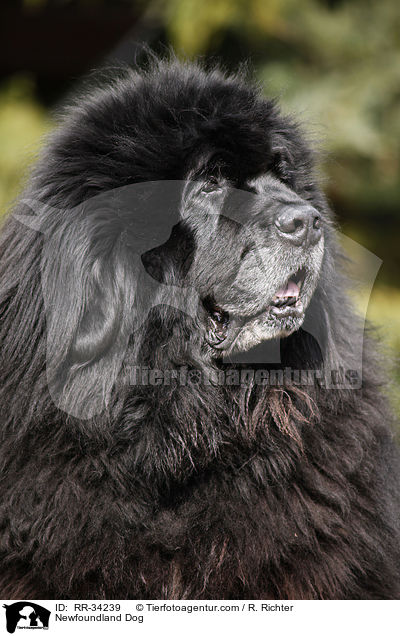 schwarzer Neufundlnder / Newfoundland Dog / RR-34239