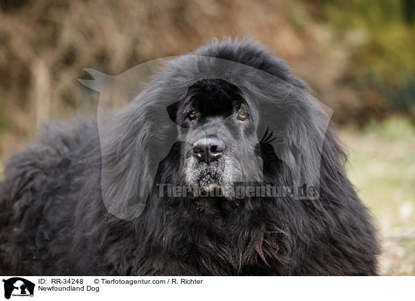 schwarzer Neufundlnder / Newfoundland Dog / RR-34248